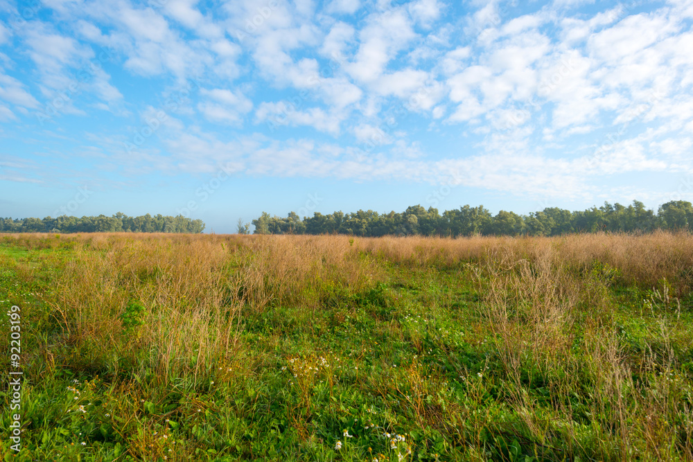 Field below a blue cloudy sky in autumn
