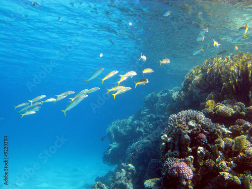 coral reef with shoal of goatfishes in tropical sea , underwater