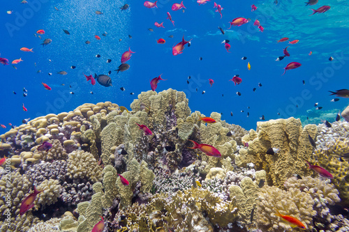 Fototapeta Naklejka Na Ścianę i Meble -  coral reef with fire corals and fishes anthias in tropical sea 