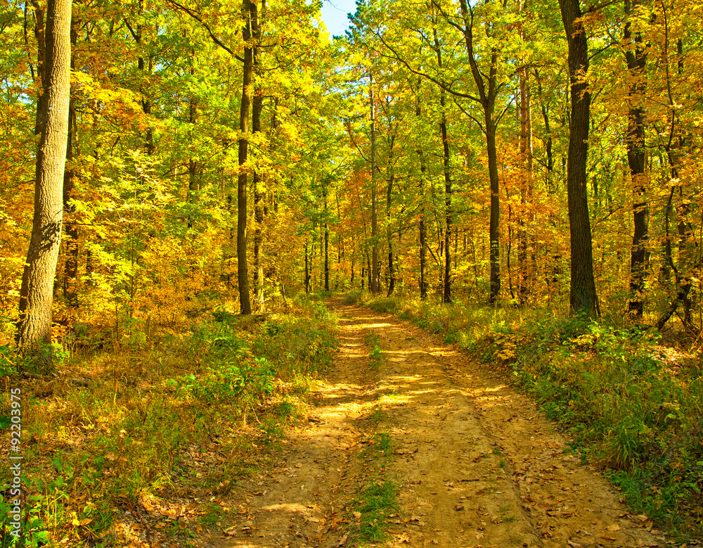 Nice autumnal scene