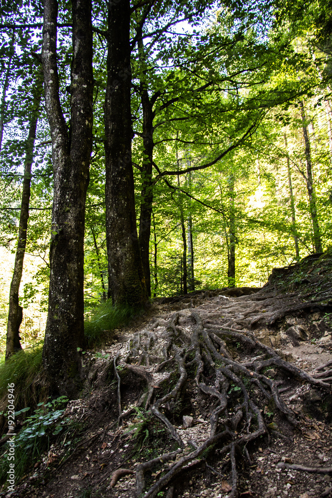 Obraz premium Wurzeln, Spazierweg