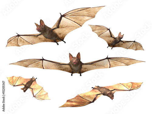 Canvas Print Flying Vampire bats isolated on white background