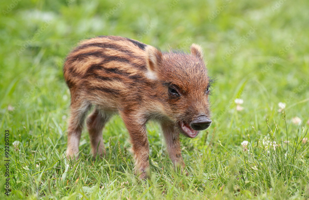 jeune sanglier jeune sanglier