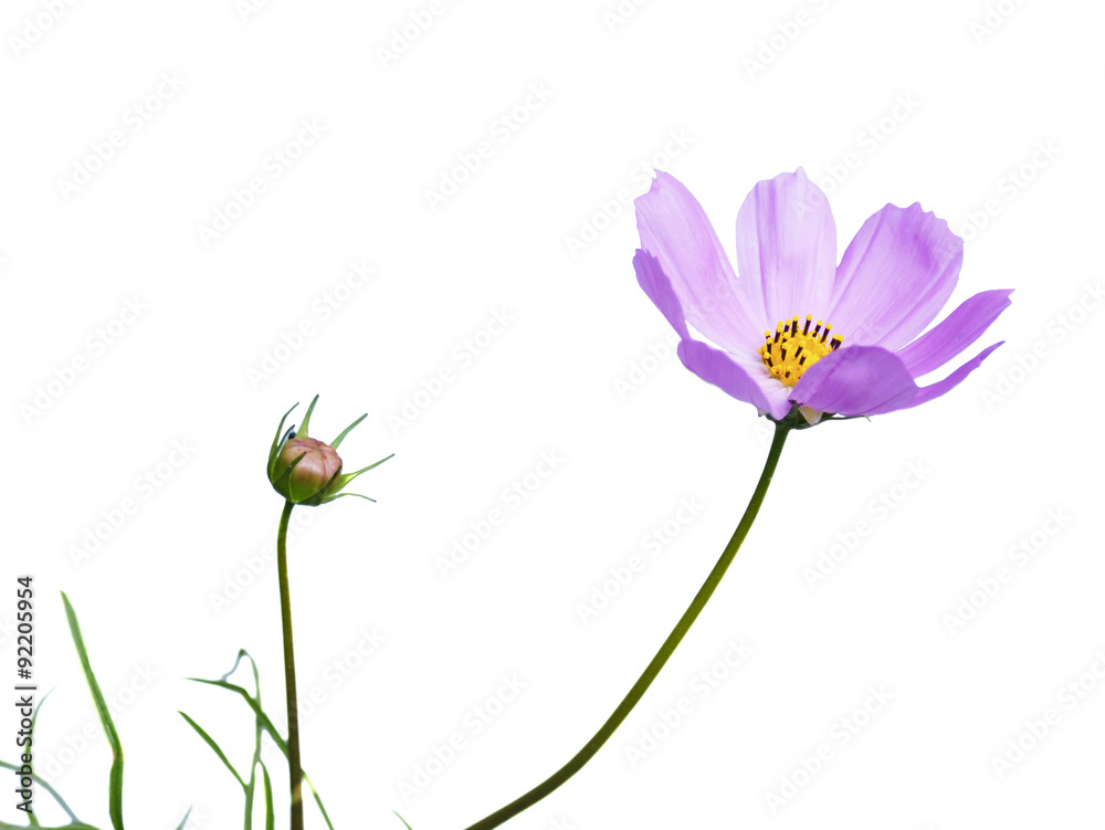 Beautiful Cosmos Flower on the white background Beautiful Cosmos Flower on the white background