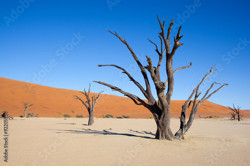 Deserto della Namibia con piante morte