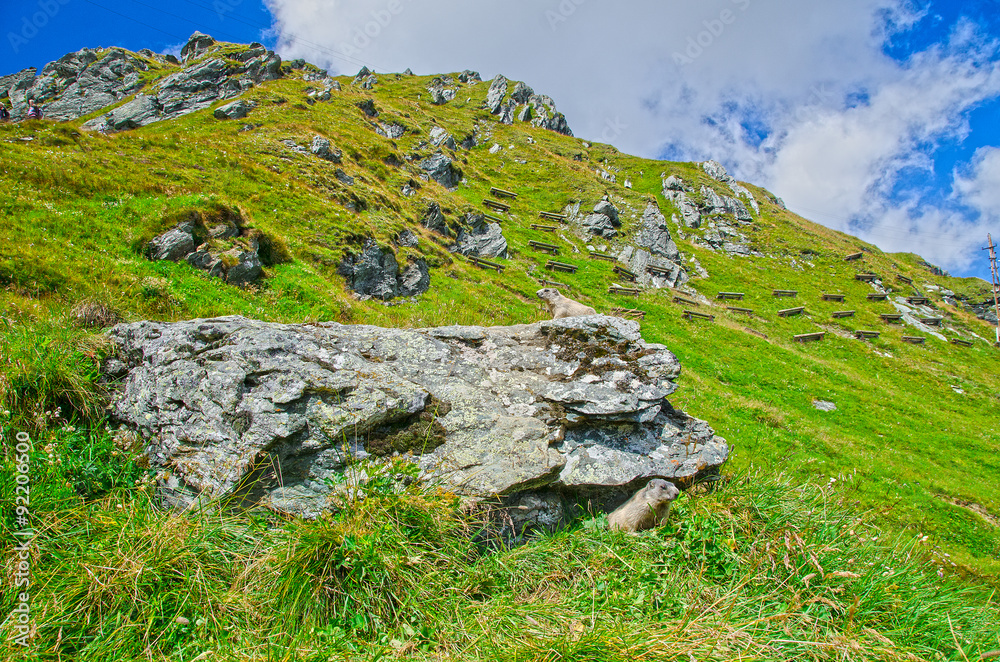 PANORAMA CON MARMOTTE