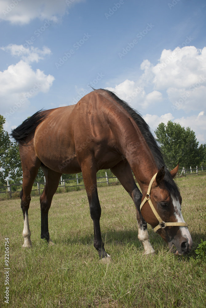 Brown horse feasting on fresh juicy grass. 