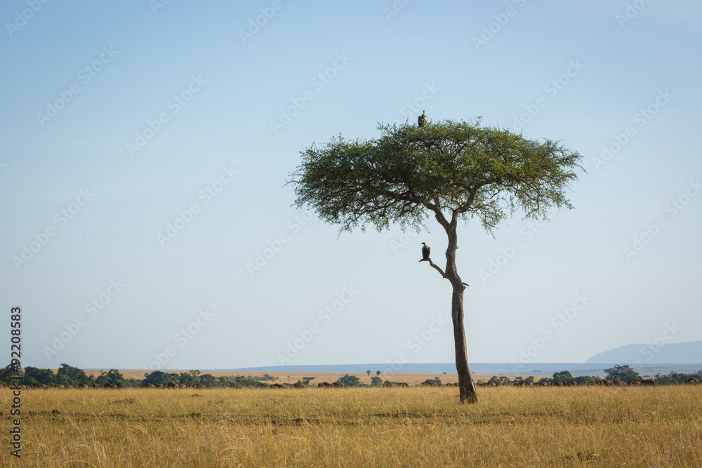 Single tree with vultures in Kenya, Africa