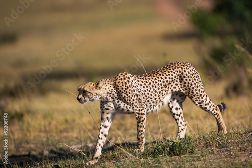 Cheetah around the savannah in Kenya, Africa © LMspencer