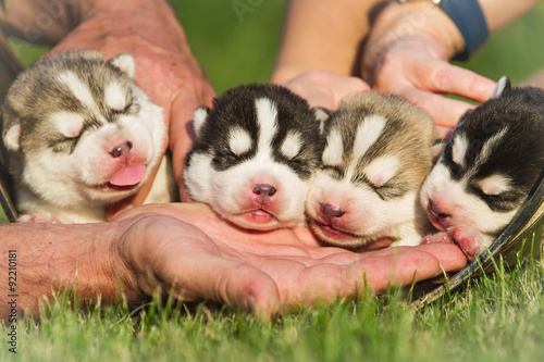 Canvas-taulu Four puppies Siberian Husky