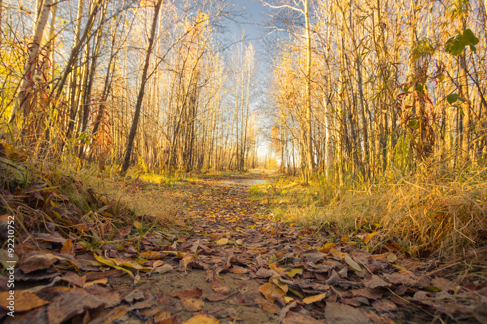 Obraz premium Natural landscape