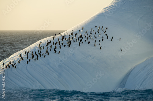 Manchot à jugulaire, Manchot Papou, Iceberg, Mer de Weddell, Antarctique