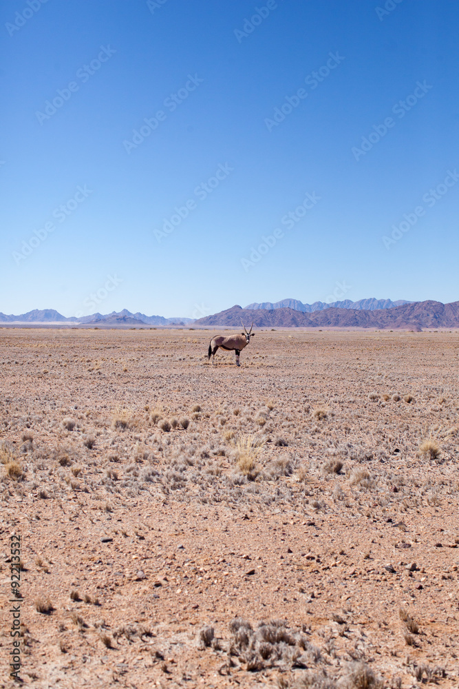 Deserto della Namibia con antilope Deserto della Namibia con antilope