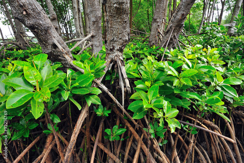 mangrove