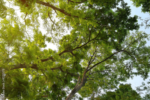 looking up in a green tree forest at evening during spring