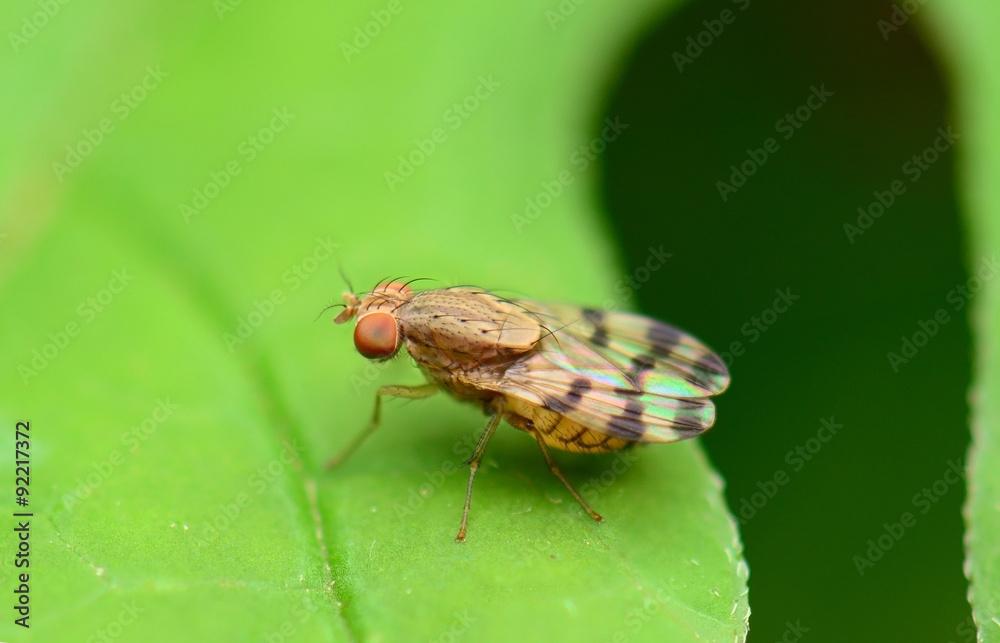 Small Insect Small Insect