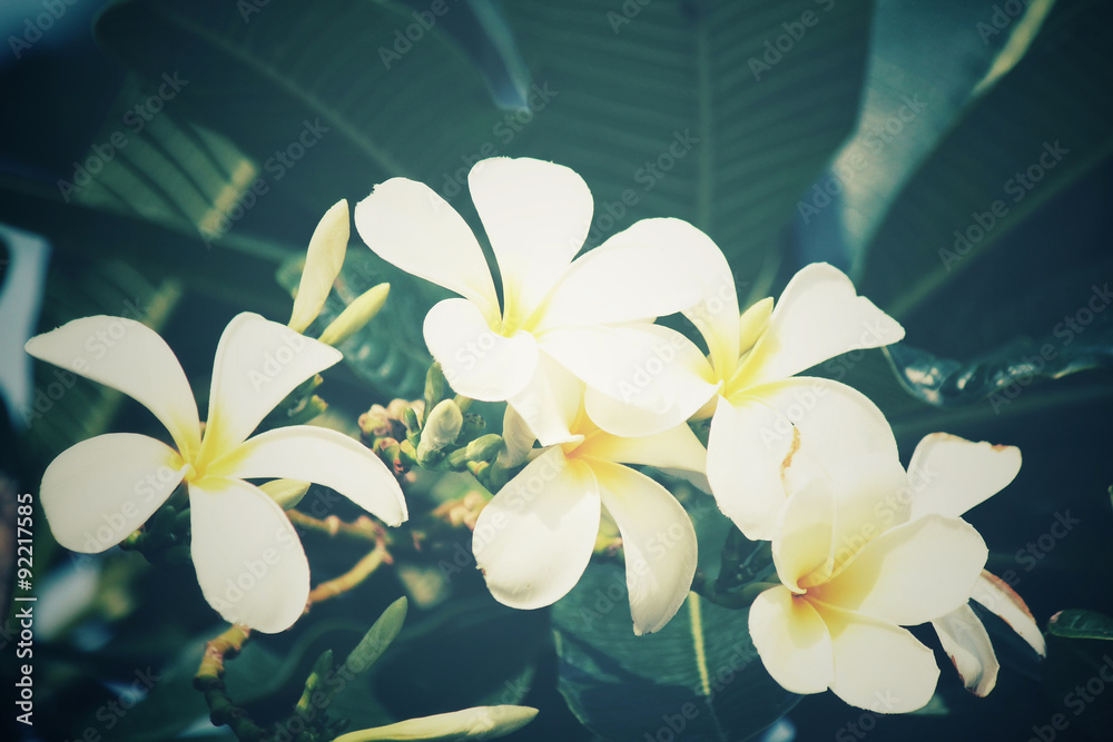 Fototapeta premium White frangipani flower on tree