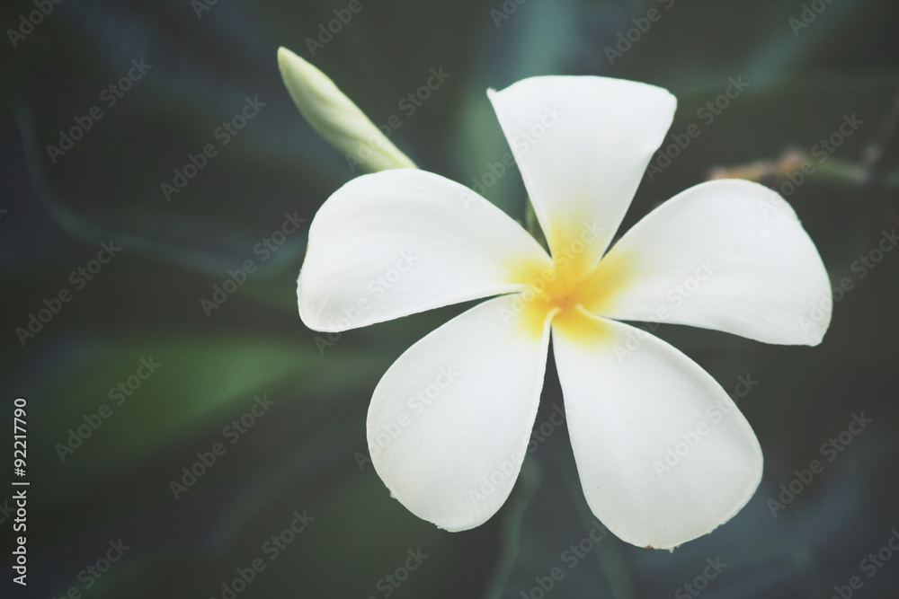 Naklejka premium White frangipani flower on tree