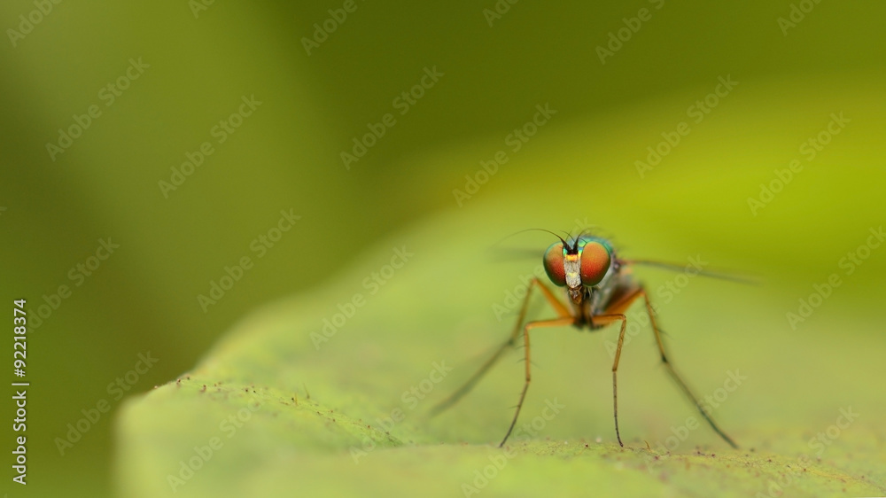 Beautiful little fly Beautiful little fly