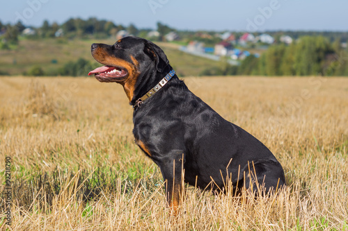  Rottweiler