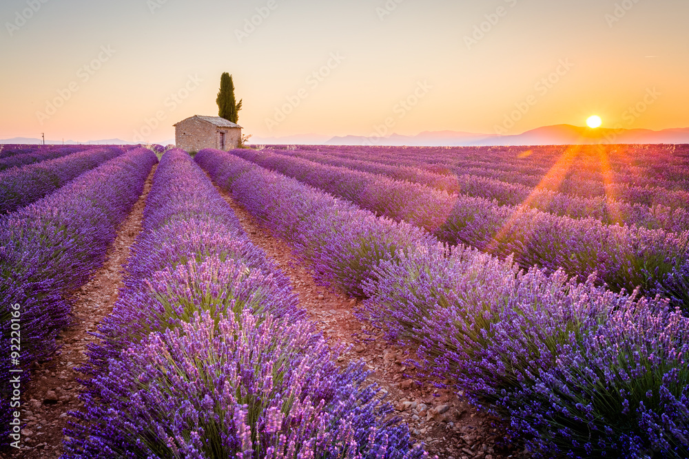 Fototapeta premium Valensole, Prowansja, Francja. Lawendowe pole pełne fioletowych kwiatów