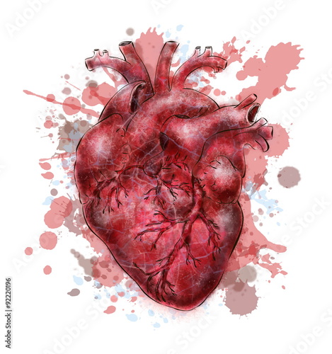 human heart