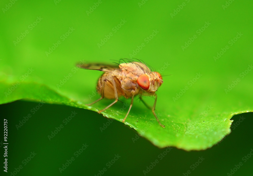 Small Insect Small Insect