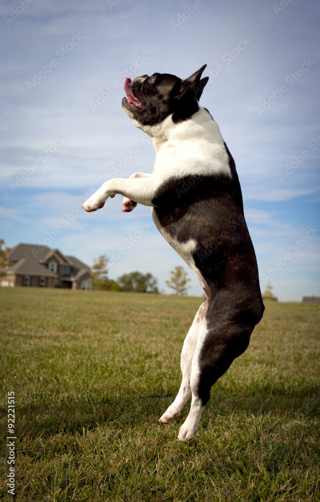 dog, French bulldog, pet, jump, jumping,leaping,playful,fun,funny dog,mid air,energetic,dog park,humorous,frolic,catch,silly,silly dog,