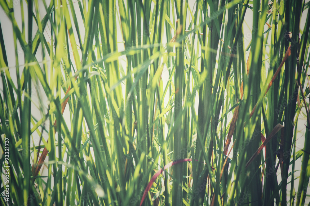 Obraz premium Vetiver grass