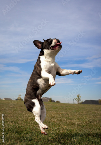 Leaping silly French bulldog looking right in mid air