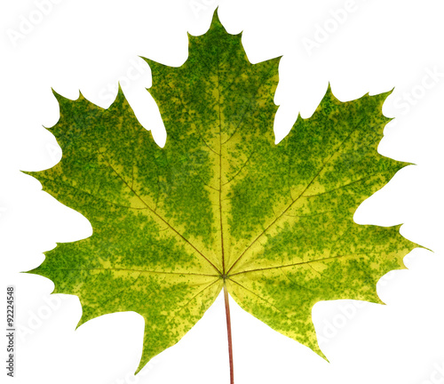 Autumn leaf  maple  on a white background isolated with clipping path.  Nature.  Closeup with no shadows. Macro. Indian summer. Green, yellow.
