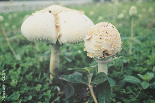 Mushrooms on the grass