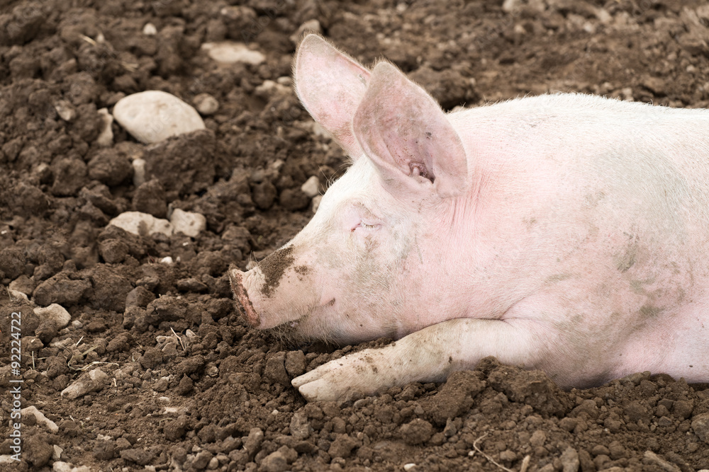 Schwein Schwein