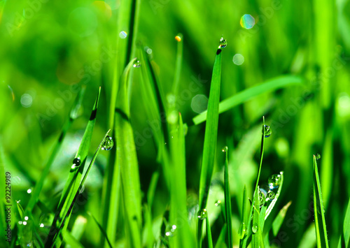 Morning dew drops on green grass leaves