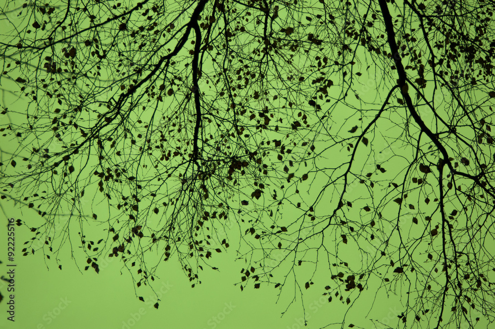 Fototapeta premium Green sky.
