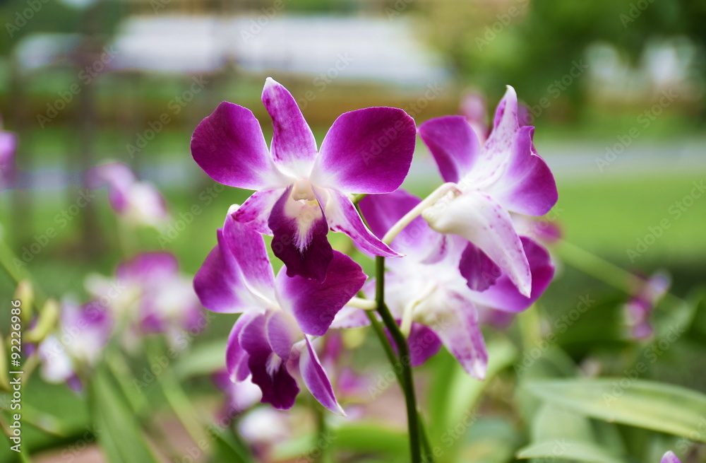 Fresh Purple Dendrobium orchids blurred background nature light
Fresh Purple Dendrobium orchids blurred background nature light