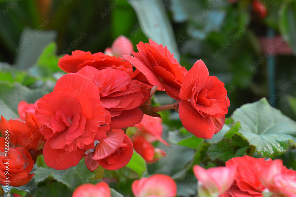 Kalanchoe blossfeldiana Flaming Katy flower Kalanchoe blossfeldiana Flaming Katy flower