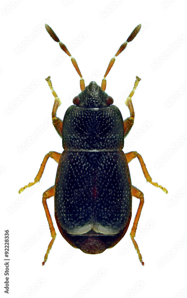 Bug Plinthisus pusillus Bug Plinthisus pusillus