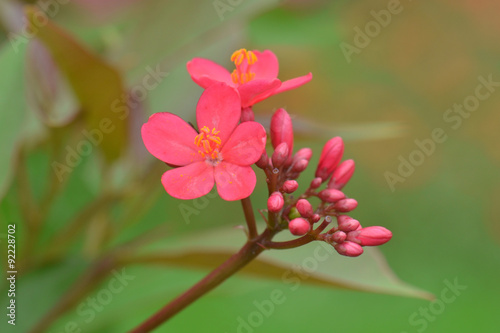 Jatropha integerrima Malpighiales Euphorbiacea Subfamily Tribe Genus photo