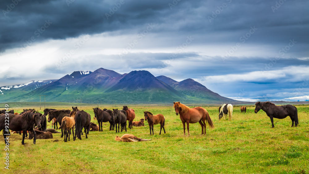 Horses in the mountains in Iceland