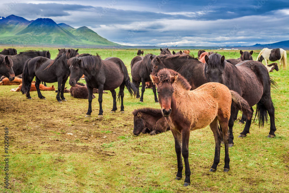 Horses with foals in the Iceland mountains Horses with foals in the Iceland mountains