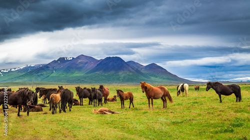 Horses in the mountains in Iceland © shaiith