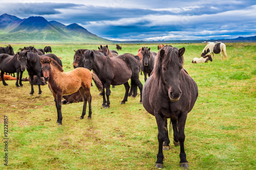 Several Icelandic horses in the mountains