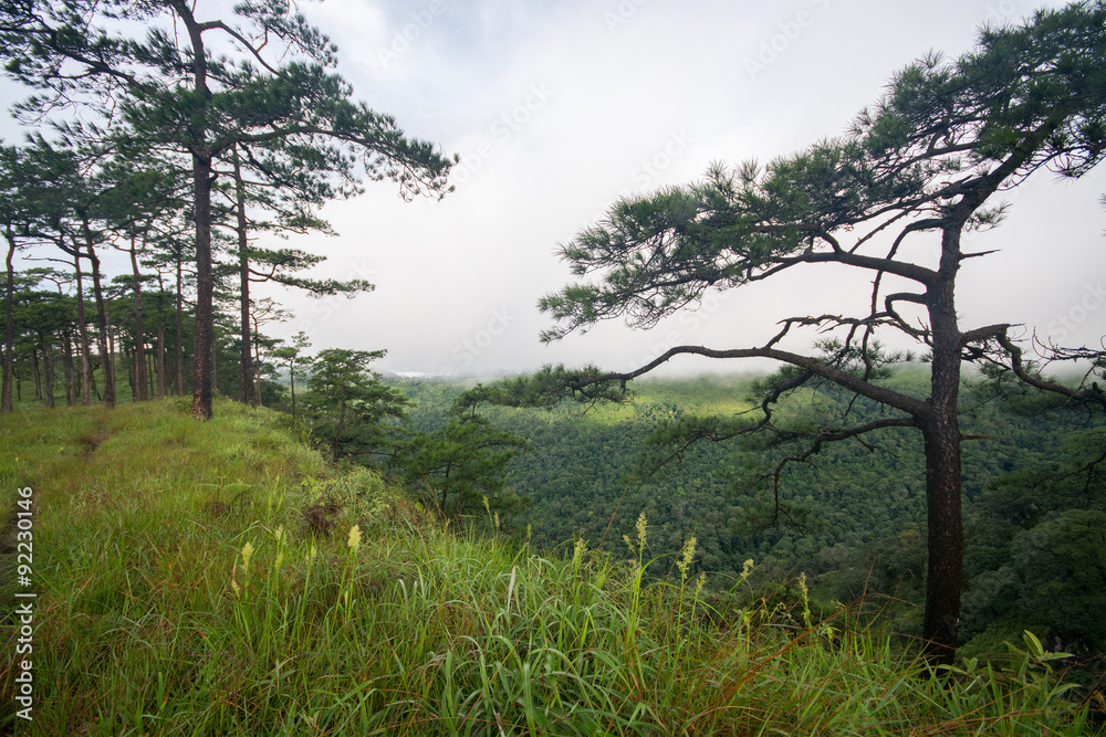 Pine forest in monsoon season with fog in green tone of tree lea Pine forest in monsoon season with fog in green tone of tree lea
