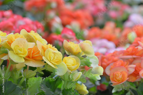 Kalanchoe blossfeldiana  Flaming Katy flower photo