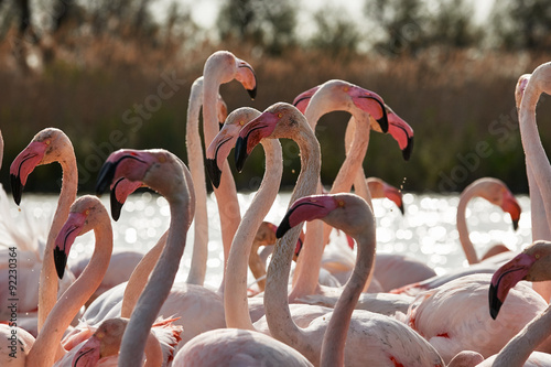 Heads, necks and beaks of flamingos