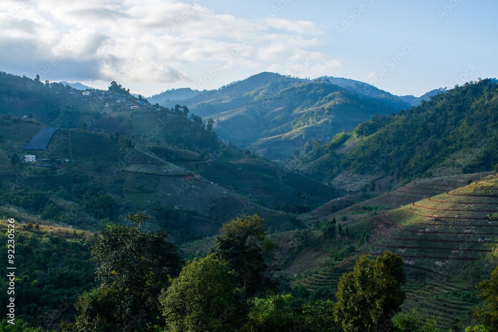 Fototapeta premium Tea farm on the hills in the evening in Chiang Rai Province, Tha