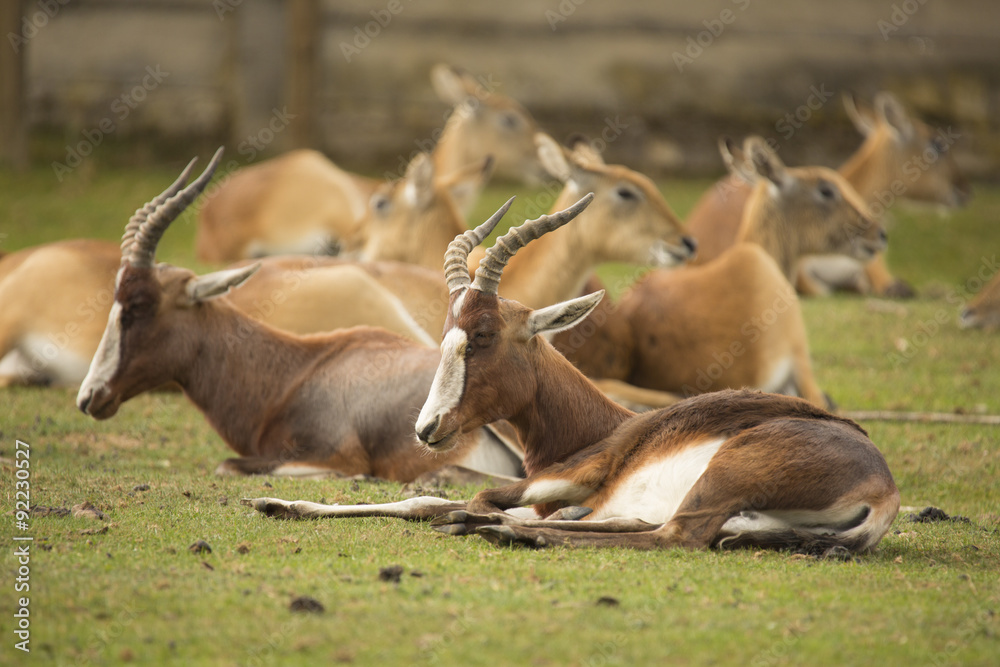 in the foreground Blesbok, Damaliscus dorcas phillipsi in the foreground Blesbok, Damaliscus dorcas phillipsi