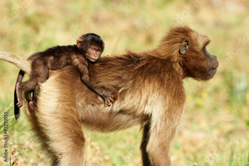 Female Gelada Baboon and cub photo