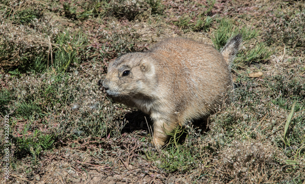 Prairie dog in eastern Wyoming Prairie dog in eastern Wyoming